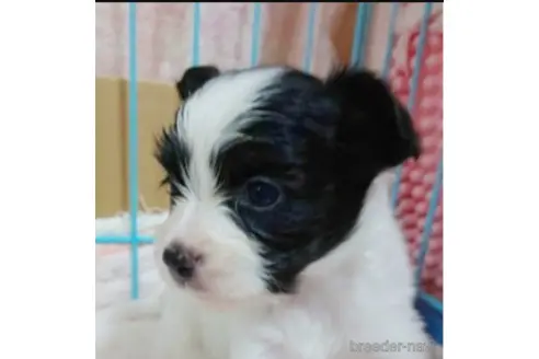 成約済の東京都のパピヨン-319798の2枚目